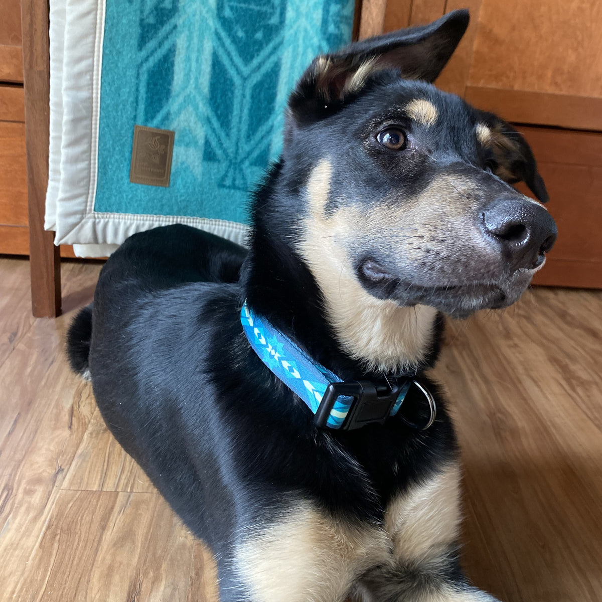 KC Heart Blue Dog Bandana