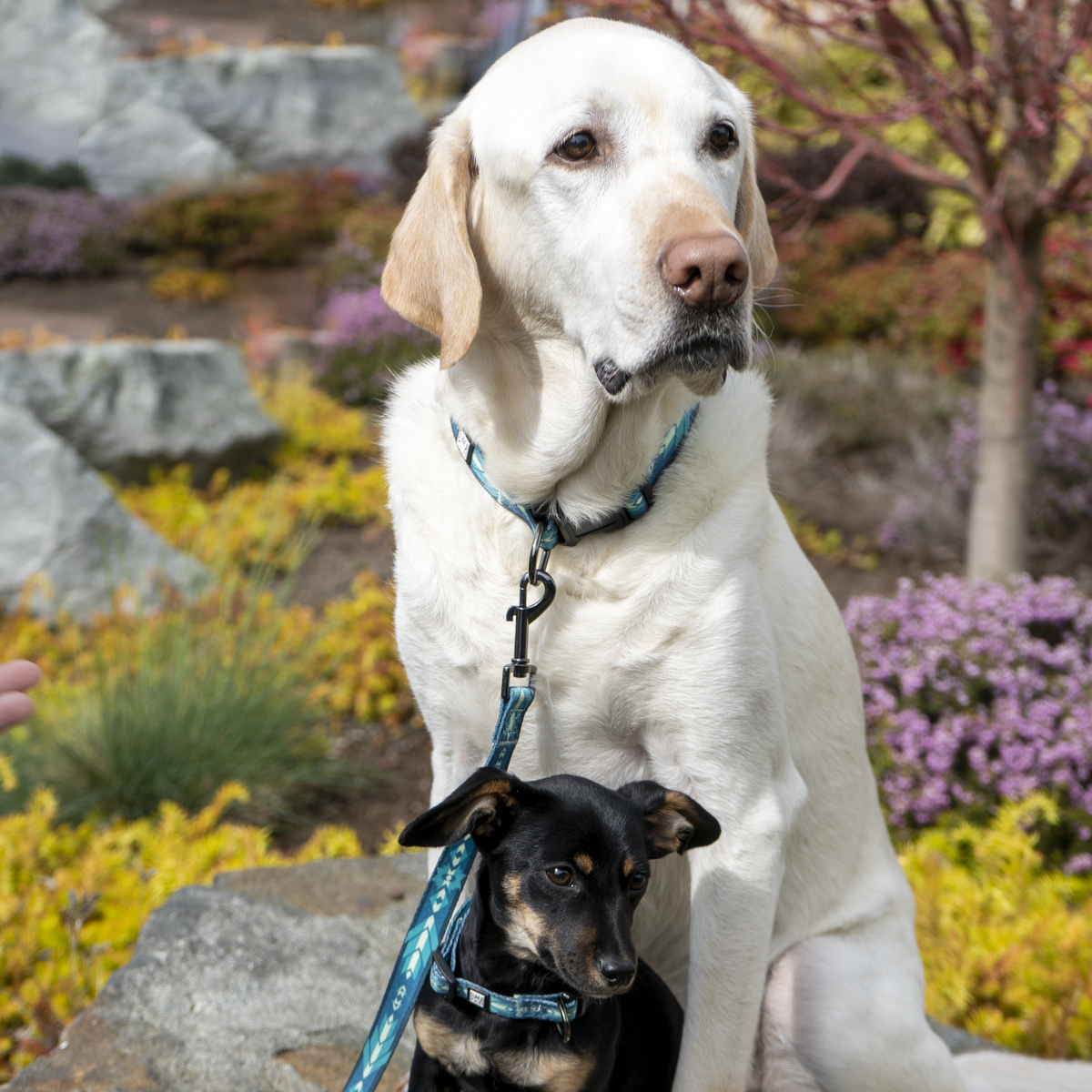 Berry dog outlet collar